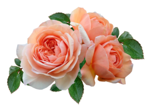 Flowers Roses Apricot Blooms  - Buntysmum / Pixabay
