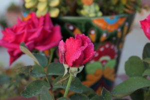 Rose Bud Blooming Drops Drip Wet  - PastorG / Pixabay
