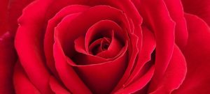 Rose Red Flower Red Rose  - magiclens / Pixabay