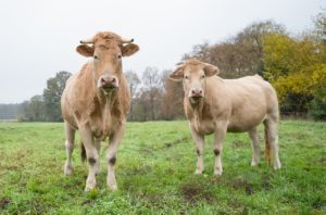 Cows Cattle Livestock Beef Mammals  - Skitterphoto / Pixabay