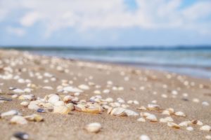 Sand Seashore Shells Seashells  - Bru-nO / Pixabay