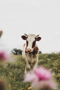 Cow Animal Meadow Cattle Mammal  - JoSherls / Pixabay