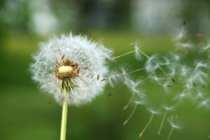 Dandelion Spring Seeds Departure  - kuttelwascher / Pixabay