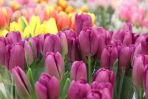 Tulips Flowers March  Garden  - kazac-maksim / Pixabay