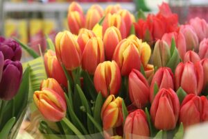 Tulips Flowers March  Garden Red  - kazac-maksim / Pixabay