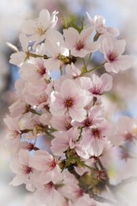 Flowers Cherry Blossom Sakura  - pkong88 / Pixabay