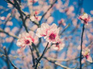 Flowers Petals Cherry Blossom  - rumpelstilzken / Pixabay